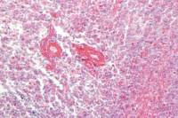 Thymus jeune x100